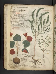 Adicionar MS 41623 f.40v 