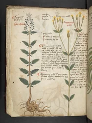 Adicionar MS 41623 f.48v 