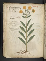Adicionar MS 41623 f.49v 