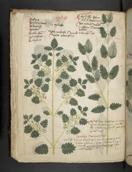 Adicionar MS 41623 f.52v 
