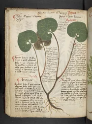 Adicionar MS 41623 f.60v 