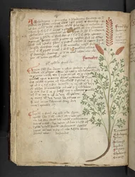 Adicionar MS 41623 f.65v 