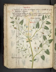 Adicionar MS 41623 f.75v 