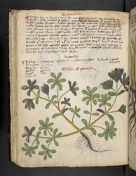 Adicionar MS 41623 f.81v De Portulaca, de 