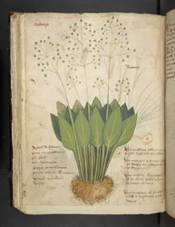 Adicionar MS 41623 f.85v 