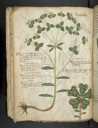 Adicionar MS 41623 f.94v 