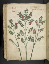 Adicionar MS 41623 f.99v 