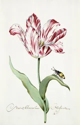 Almirante tulipa