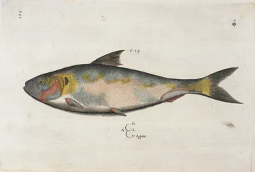 Agone, ilustração de 