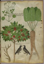 Ilustração Botânica de Plantas e Pássaros, c.1440 (tinta e cor sobre papel