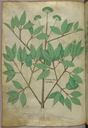 Ilustração botânica, c.1440 (tinta e cor sobre velino)