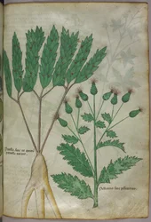 Ilustração botânica, c.1440 (tinta e cor sobre velino)