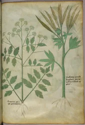 Ilustração botânica, c.1440 (tinta e cor sobre velino)