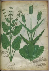 Ilustração botânica, c.1440 (tinta e cor sobre velino)