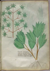 Ilustração botânica, c.1440 (tinta e cor sobre velino)