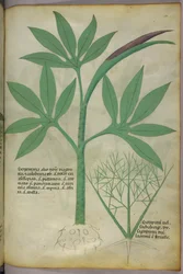 Ilustração botânica, c.1440 (tinta e cor sobre velino)