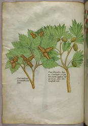 Ilustração botânica, c.1440 (tinta e cor sobre velino)