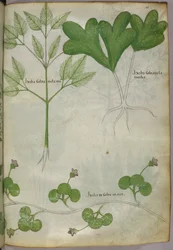 Ilustração botânica, c.1440 (tinta e cor sobre velino)