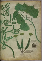 Ilustração botânica, c.1440 (tinta e cor sobre velino)