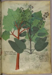 Ilustração botânica, c.1440 (tinta e cor sobre velino)