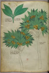 Ilustração botânica, c.1440 (tinta e cor sobre velino)