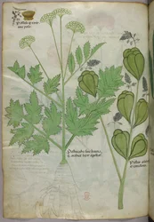 Ilustração botânica, c.1440 (tinta e cor sobre velino)