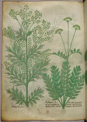 Ilustração botânica, c.1440 (tinta e cor sobre velino)