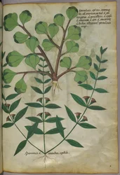 Ilustração botânica, c.1440 (tinta e cor sobre velino)