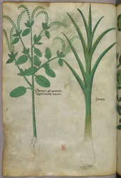 Ilustração botânica, c.1440 (tinta e cor sobre velino)