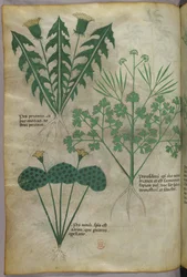 Ilustração botânica, c.1440 (tinta e cor sobre velino)