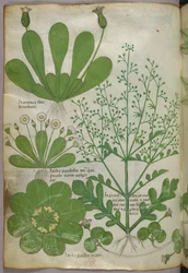 Ilustração botânica, c.1440 (tinta e cor sobre velino)