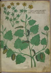 Ilustração botânica, c.1440 (tinta e cor sobre velino)