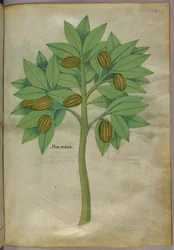 Ilustração botânica, c.1440 (tinta e cor sobre velino)