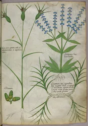 Ilustração botânica, c.1440 (pergaminho), c.1440 (tinta e cor sobre velino)