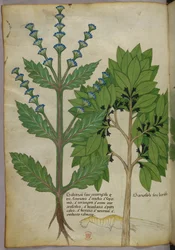Ilustração botânica de Herbal, Tractatus de Herbis, Sloane 4016 f.39v, c.1440 (tinta e cor sobre velino)