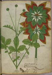 Ilustração botânica, de Herbal, Tractatus de Herbis, Sloane 4016 f.40r, c.1440, c.1440 (tinta e cor sobre velino)