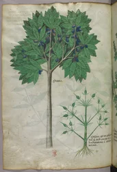 Ilustração botânica de uma árvore de fruto e de uma planta, c.1440 (tinta e cor sobre velino)