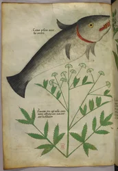 Ilustração botânica de uma planta e um peixe, c.1440 (tinta e cor sobre velino)