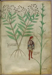 Ilustração botânica de uma planta e um homem urinando em uma panela, c.1440 (tinta e cor no papel)