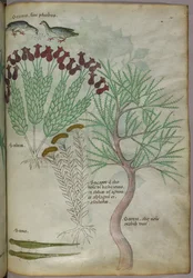 Ilustração botânica de uma planta com aves e insectos, c.1440 (tinta e cor sobre velino)