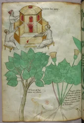 Ilustração botânica de plantas e ilustração de fabrico de vidro, c.1440 (tinta e cor sobre velino)