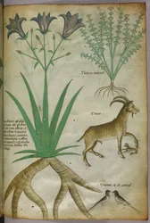 Ilustração botânica de plantas, aves e cabras, c.1440 (tinta e cor sobre velino)