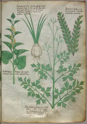 Ilustração botânica de plantas, c.1440 (tinta e cor sobre velino)