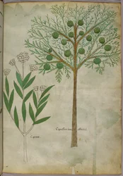 Ilustração botânica de plantas, c.1440 (tinta e cor sobre velino)