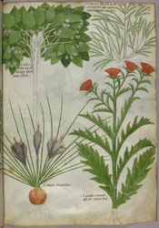 Ilustração botânica de plantas, c.1440 (tinta e cor sobre velino)
