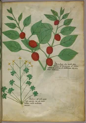 Ilustração botânica de plantas, c.1440 (tinta e cor sobre velino)