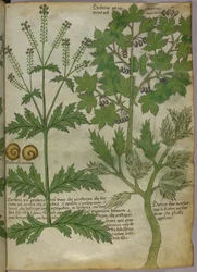 Ilustração botânica de plantas, c.1440 (tinta e cor sobre velino)