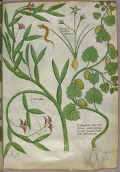 Ilustração botânica de plantas, incluindo uma clematite, e uma cobra, c.1440 (tinta e cor sobre velino)