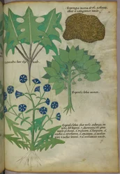 Ilustração botânica de plantas, incluindo uma esponja, c.1440 (tinta e cor sobre velino)