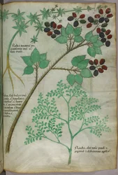 Ilustrações botânicas de madder [rubea]; blackberry [rubus]; rue [ruta], c.1440 (tinta e cor sobre velino)